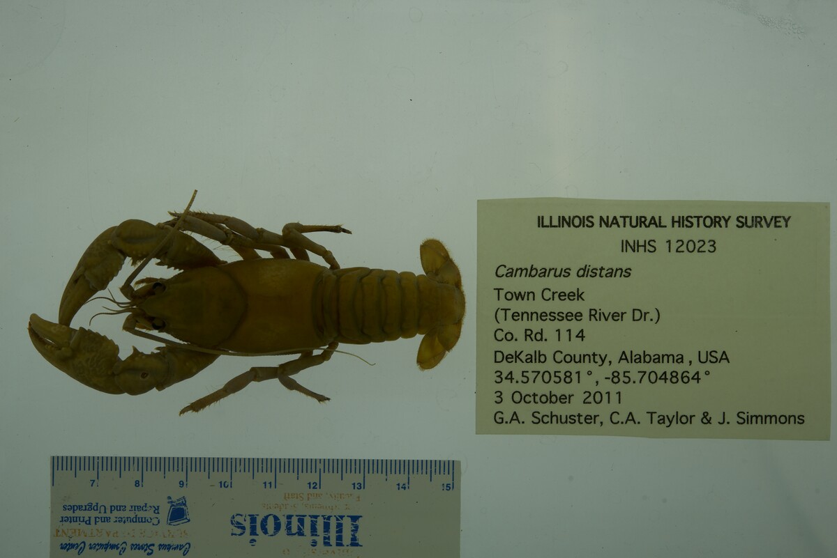 Cambarus distans image